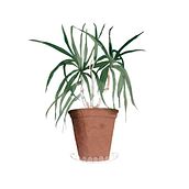 #yomequedoconmisplantas. Drawing, Traditional illustration, Botanical Illustration, and Digital Illustration project by Iratxe González - 04.07.2020