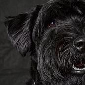 Mi Proyecto del curso: Introducción a la fotografía de perros. Un proyecto de Fotografía de David Zato - 10.04.2020