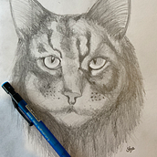 Maine Coon grafito. Un proyecto de Dibujo a lápiz de Santiago Rodríguez - 11.04.2020