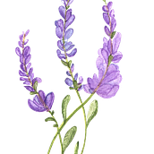Mi Proyecto del curso: Ilustración botánica con acuarela. Projekt z dziedziny Malowanie akwarelą użytkownika Luis Angel - 11.04.2020