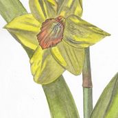 My project in Botanical Illustration with Watercolors course. Watercolor Painting project by jessysusy - 04.12.2020