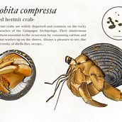 Hermit Crab. Un proyecto de Ilustración digital de Tierra Mar - 15.04.2020