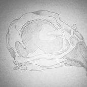 random creatures skulls. Pencil Drawing, Realistic Drawing, Sketching, Comic, Drawing, Artistic Drawing, Portrait Drawing, Character Design, and Traditional illustration project by Marina Muñoz - 04.01.2018