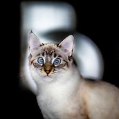 Leya / Fotografía de mascotas. Een project van Fotografie, Studiofotografie, Portretfotografie, Digitale fotografie y Retoucheren van foto's van Carlos García Moya - 15.04.2020