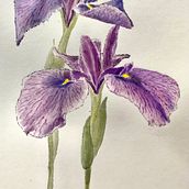 My project in Botanical Illustration with Watercolors course. Botanical Illustration project by Lenka Benešová - 04.24.2020