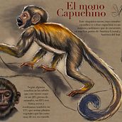 Mono Capuchino. Digital Drawing, Botanical Illustration, and Digital Illustration project by Javier Guarin - 04.17.2020