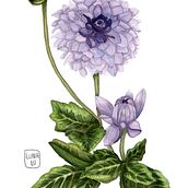 Mi Proyecto del curso: Ilustración botánica con acuarela. Un progetto di Belle arti, Illustrazione tradizionale, Illustrazione botanica, Pittura e Pittura ad acquerello di Luna Pinzón Herrera - 16.04.2020
