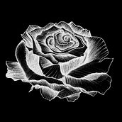 El nombre de la rosa. Drawing, Editorial Design, Traditional illustration, and Botanical Illustration project by Laura Vånitas - 04.17.2020