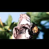 Mi Proyecto del curso: Montaje audiovisual profesional con Adobe Premiere Pro. Un proyecto de Postproducción audiovisual y Realización audiovisual de José Alfredo Pérez Robles - 03.05.2020