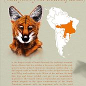 My project in Naturalist Animal Illustration with Procreate course. Digital Illustration project by Sinan Eronat - 04.20.2020