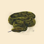 Anaconda verde Eunectes murinus - Ilustración naturalista. Ilustração tradicional e Ilustração digital projeto de Carolina Mateos - 20.04.2020