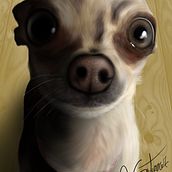 Chiguagua rules!!!. Un projet de Dessin numérique , et Dessin réaliste de Adrián Gutierrez Aguerri - 21.04.2020