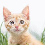 Lúa, Dragut, Coral.  . % Joanna Domingo Barbabosa tarafından hazırlanan Fotoğrafçılık projesi - 04.28.2020