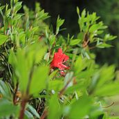 Meu projeto do curso: Natureza em desconfinamento. Un proyecto de Fotografía de Miguel Pinto - 02.06.2020