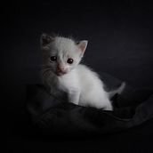 Mi Proyecto del curso: Introducción a la fotografía de perros . Fotografie de Joel Briones Silva - 04.25.2020