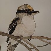 Kookaburra en acuarela durante la Cuarentena. Un proyecto de Pintura a la acuarela de Raquel Soto Llácer - 25.04.2020