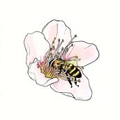 Nature. Un progetto di Disegno artistico, Illustrazione botanica, Creatività, Disegno, Illustrazione tradizionale e Pittura ad acquerello di Vanessa B - 20.04.2020