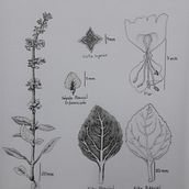Desenho botânico. Projekt z dziedziny R i sunek botaniczn użytkownika Josiane Antunes da Silva - 27.04.2020
