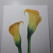 Aquarela botânica 2. Projekt z dziedziny R i sunek botaniczn użytkownika Josiane Antunes da Silva - 27.04.2020