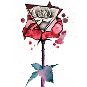 Ilustración Rosa. Un proyecto de Creatividad, Ilustración tradicional, Ilustración botánica e Ilustración digital de Elena Novoa - 28.04.2020