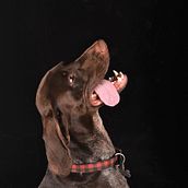 Mi Proyecto del curso: Introducción a la fotografía de perros. Photograph, Portrait Photograph, and Digital Photograph project by Sandy Colter - 04.28.2020