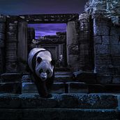 Composición Panda.. Design project by Miguel Marin - 04.29.2020