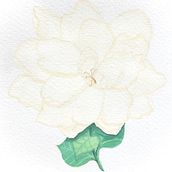 My project in Botanical Illustration with Watercolors course . Pictură în acuarelă de Todd N Tiffany Sanders - 04.30.2020