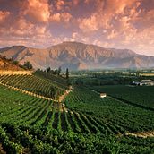 Mendoza, tierra del sol y del buen vino!. Un progetto di Design, Fotografia di prodotti, Fotografia pubblicitaria e Marketing di Lucas Alcaraz Migliorisi - 01.05.2020