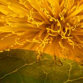 Mi Proyecto del curso: Introducción a la fotografía macro. Een project van Fotografie y Digitale fotografie van Xurxo Fernández - 07.05.2020