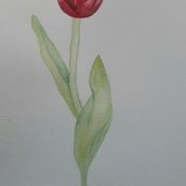 MI PROYECTO BOTANICO. Un proyecto de Pintura a la acuarela de xelo73 - 02.05.2020