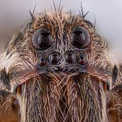 Macro Extremo con focus stacking + Amscope 4X. Un proyecto de Fotografía digital de Alan Roy - 02.05.2020