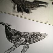 Ballena Jubarta . Un proyecto de Bellas Artes de Marco Almeida - 02.05.2020