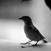 Fotografía de aves. Fotografia artística projeto de pepe020499 - 04.05.2020