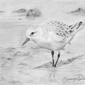 Dueños de la Tierra (2018) Fauna autóctona de la Patagonia Argentina . Un progetto di Disegno a matita di Agustina Lanesán - 05.04.2018