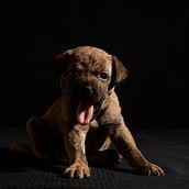 Cuarentena con cachorritos ... y mi Maui !. Un proyecto de Fotografía de erika carrera - 06.05.2020
