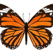 Mariposa monarca. Desenho digital projeto de Kerstin García - 14.01.2018