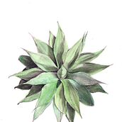 Agave Attenuata. Grisalla con lavado de acuarela. Desenho projeto de molerender - 07.05.2020