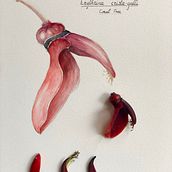 Coral Tree (Erythrina Crista-Galli). Stunning redish-Salmon flowers  currently blooming in Lisbon.. Projekt z dziedziny  R, sunek art, st i czn użytkownika hubert_deharo - 10.05.2020