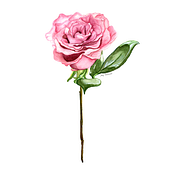 Pequeña Buganvilla - . Botanical Illustration project by Isis Escobar Salcedo - 05.12.2020