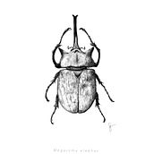 Escarabajo Elefante. Realistic Drawing, Traditional illustration, and Digital Illustration project by Samantha Barbachano - 05.13.2020