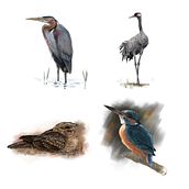European Breeding Birds Atlas Ein Projekt aus dem Bereich Traditionelle Illustration und Digitale Illustration von Javier Lázaro - 13.05.2018