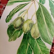 Frutos. Un proyecto de Bellas Artes de Constanza Urrejola Suárez - 14.05.2020
