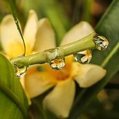 Rain Like This. Fine-Art Photograph project by Adriana Herrera - 05.15.2020
