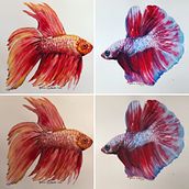 Meu projeto do curso: Técnicas experimentais de aquarela para principiantes . Un proyecto de Bellas Artes de Joelma Santanita - 16.05.2020