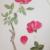 My project in Botanical Illustration with Watercolors course. Un proyecto de Pintura a la acuarela de Michelle Ellner - 18.05.2020