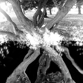 Ramificaciones . Fine-Art Photograph project by Qristian Muñoz - 05.19.2020
