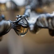 Mi Proyecto del curso: Introducción a la fotografía macro. Un proyecto de Fotografía de Nicolas Aldana - 21.05.2020