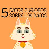 Mi Proyecto del curso: Animación exprés para redes sociales con After Effects - 5 datos curiosos sobre los gatos. Animation project by Álvaro Maillo Pérez - 05.21.2020