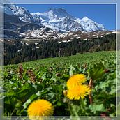 Mi Proyecto del curso: Fin de semana en la granja "Grindelwald". Video project by Alin Martinez - 05.22.2020