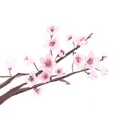 Meu projeto do curso: Ilustração em aquarela com influência japonesa. Watercolor Painting project by Déa Shirado - 05.24.2020